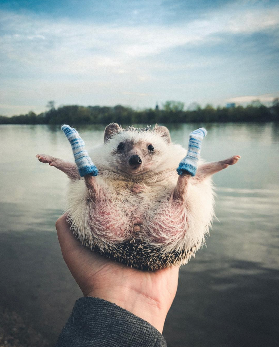 Солнце радость