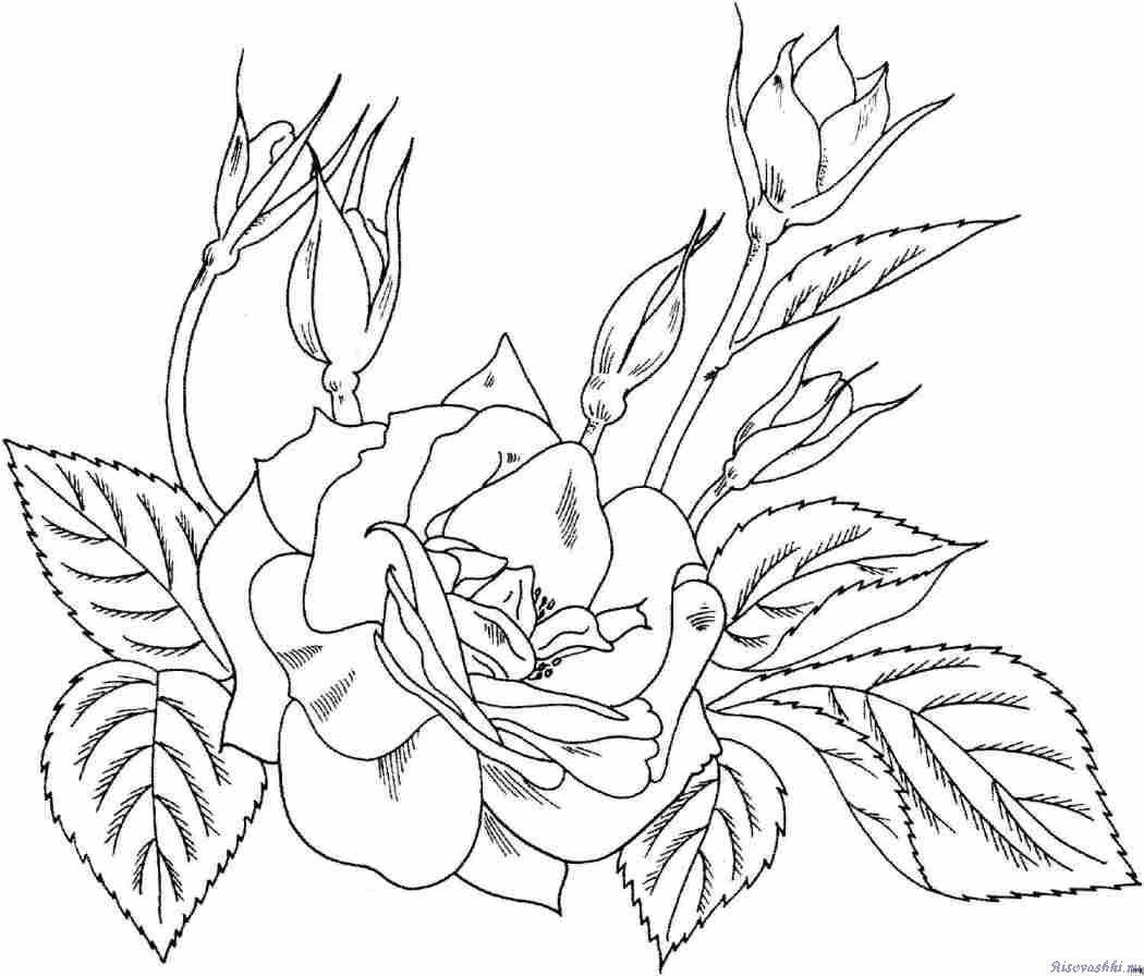 Цветы. Раскраска