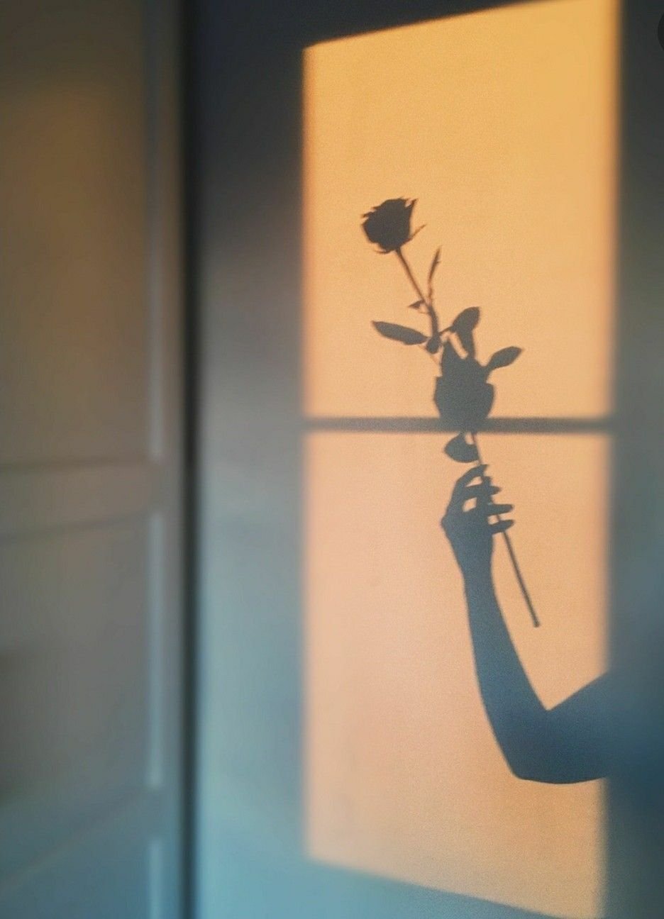 Тень розы на стене