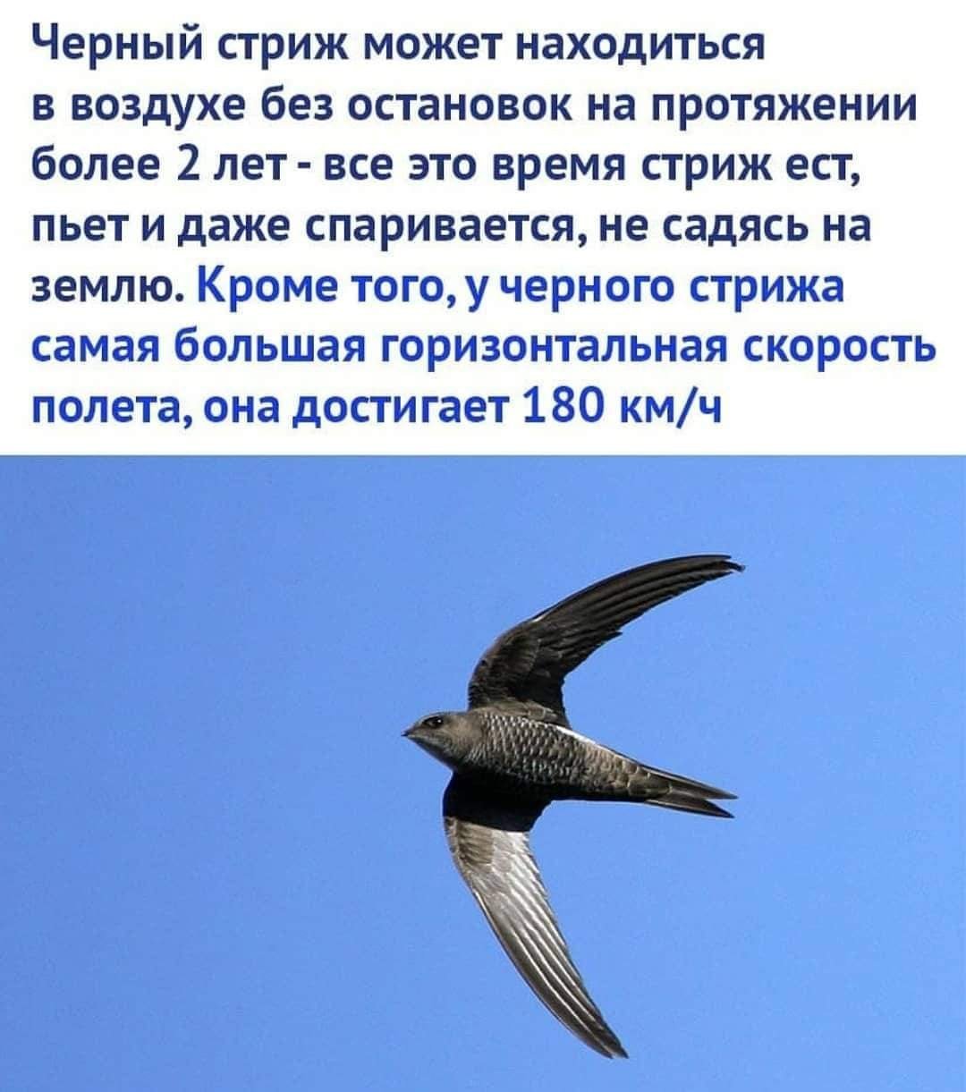 Стриж питается