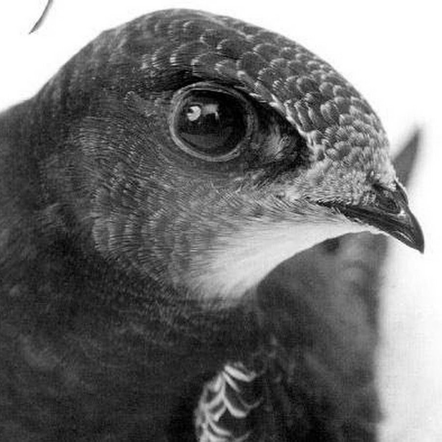 Евгения Стриж