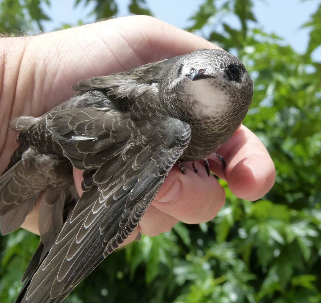 Птенец черного стрижа