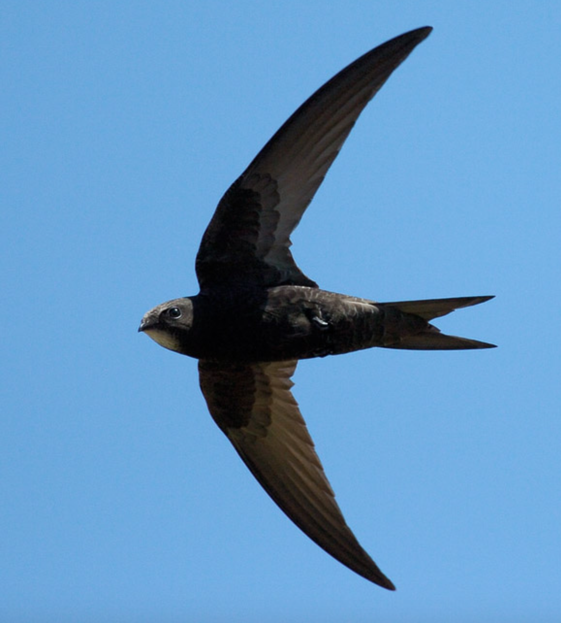 Стриж обыкновенный