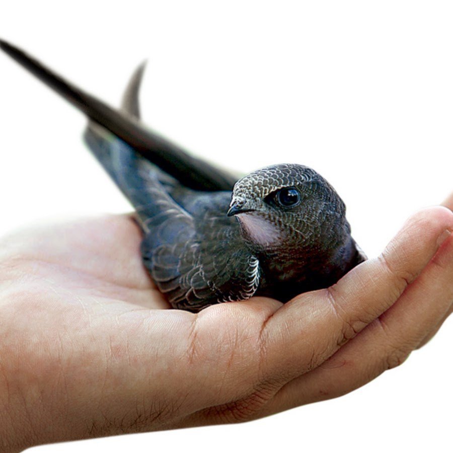 Птенец черного стрижа