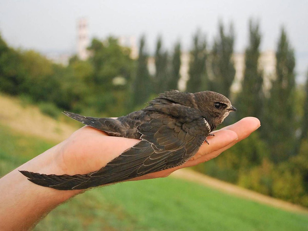 Ласточка гравюра