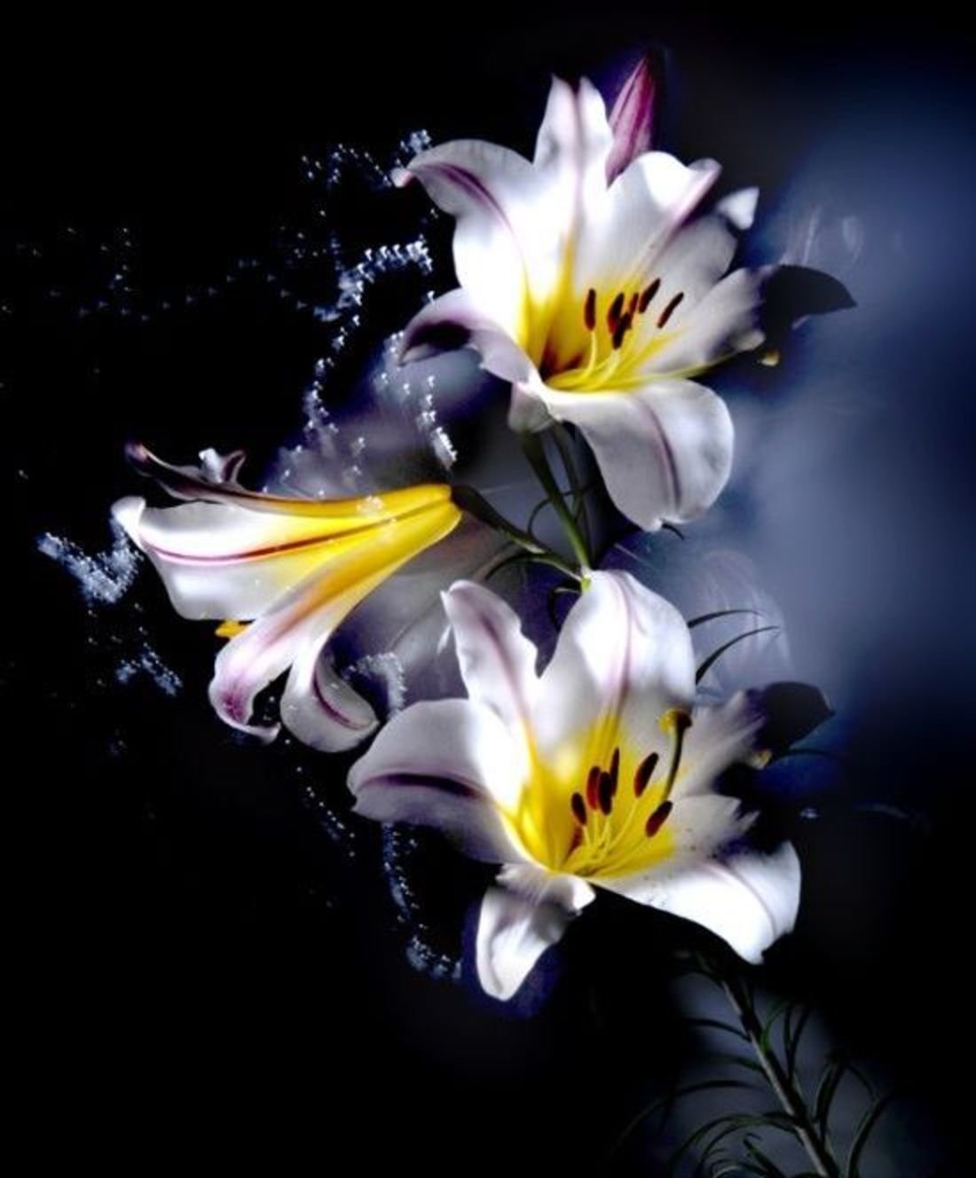 Лилии на черном фоне картинки
