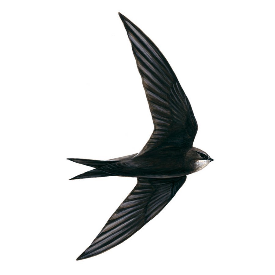 Чёрный Стриж