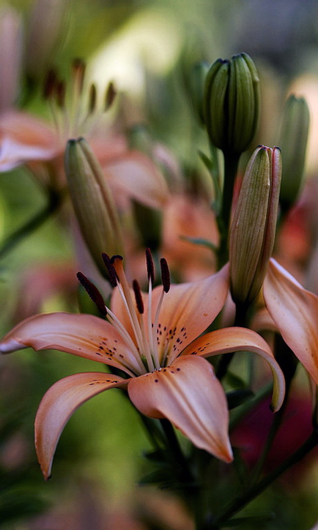 Лилии прекрасны