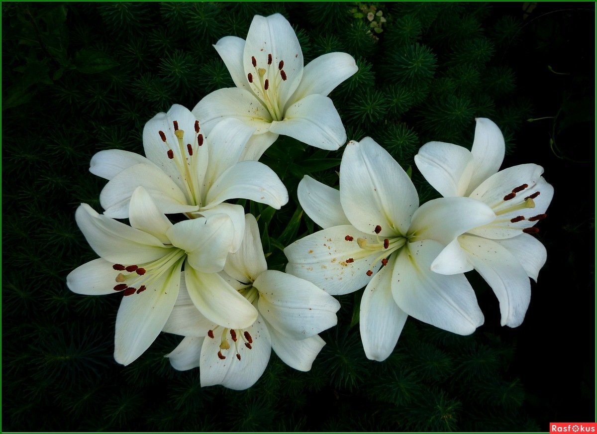 Лилия маленькая