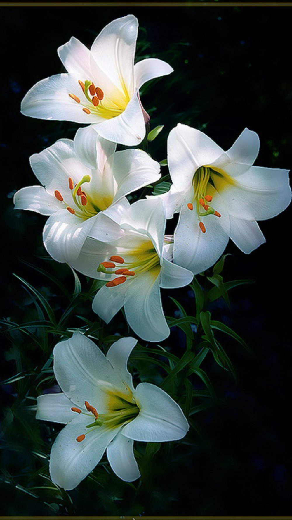 Лилия Triumphator (триумфатор)