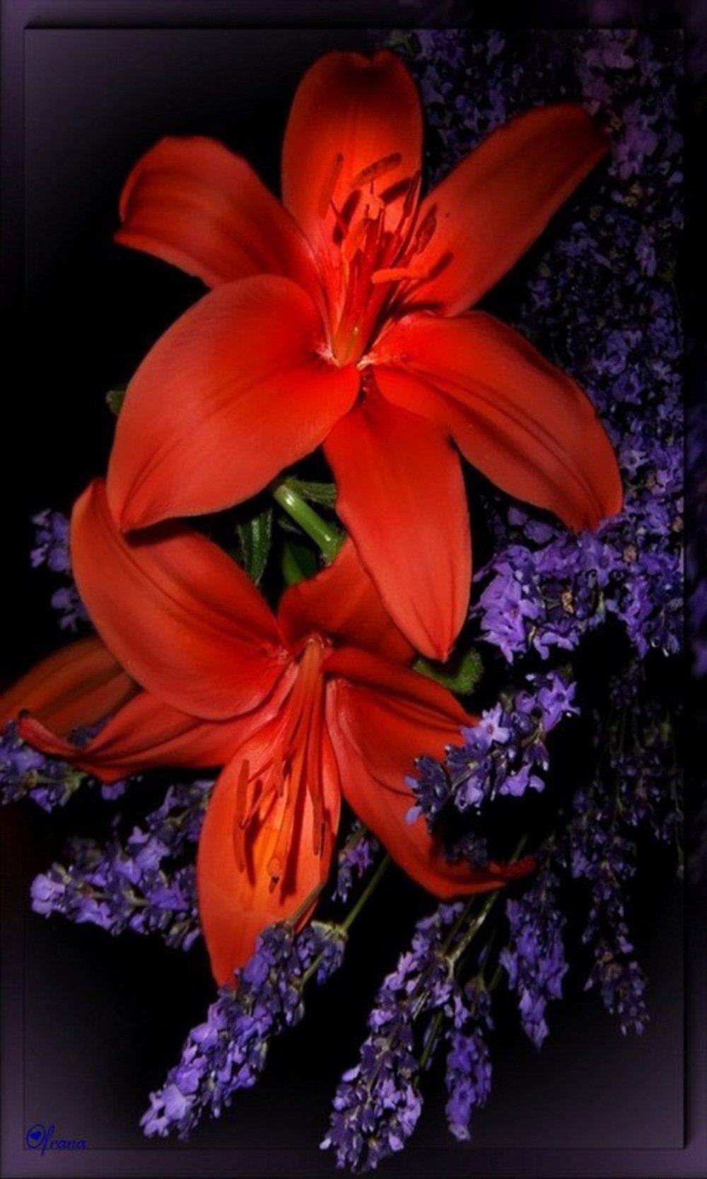 Обои на телефон лилии