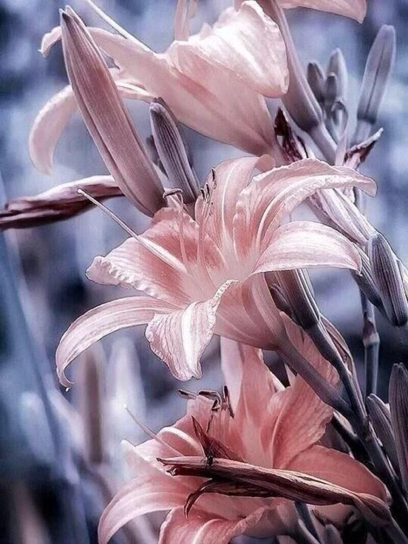 Лилия Деликат Пинк