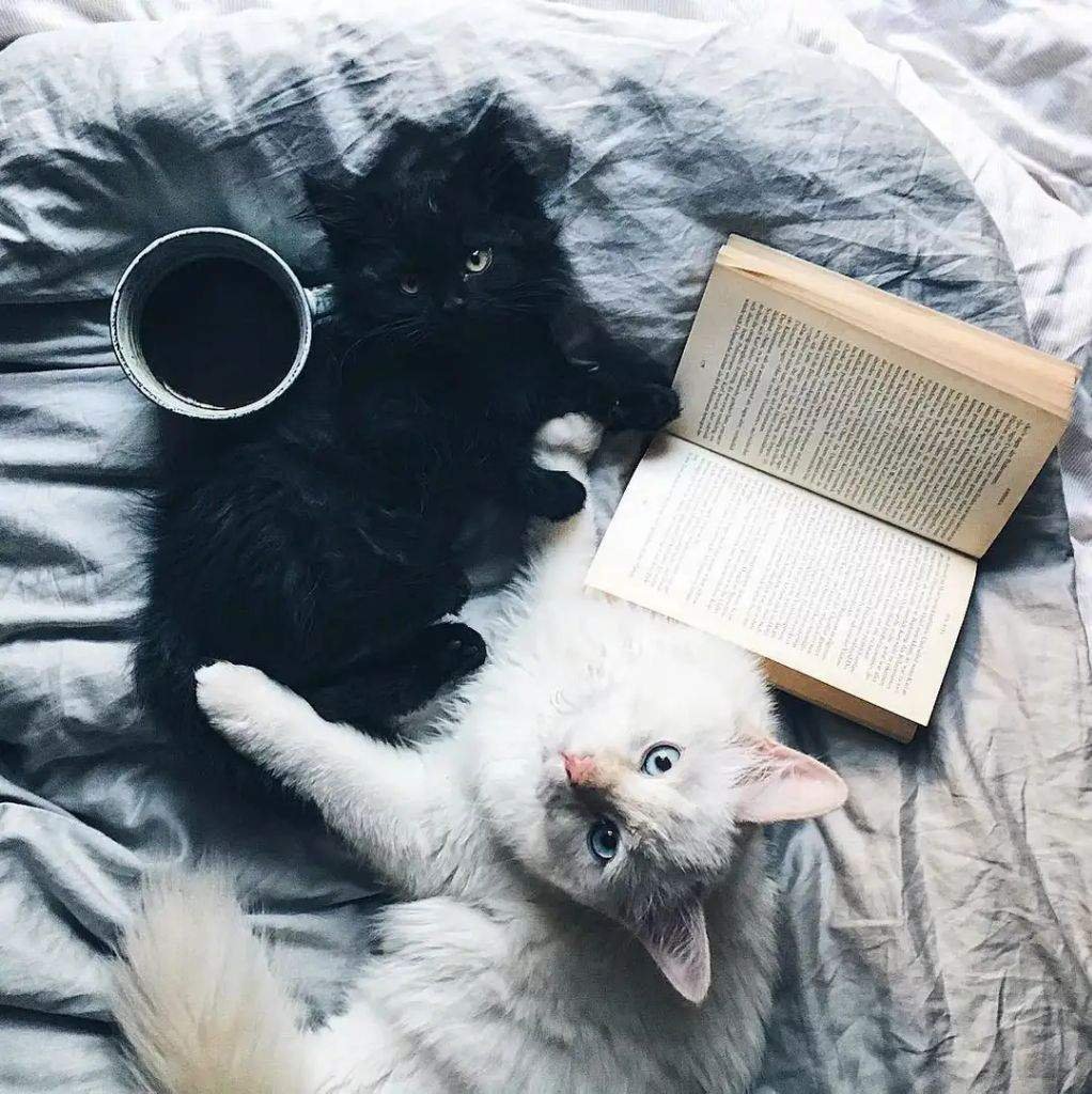 Эстетика кошек милых