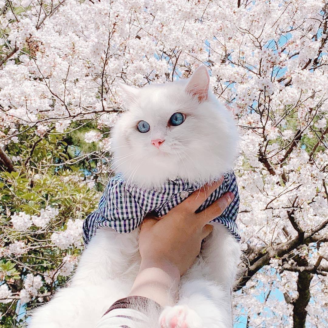 Эстетичные котики