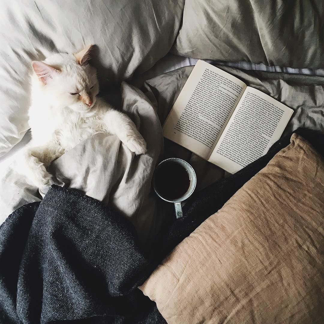 Уютные коты