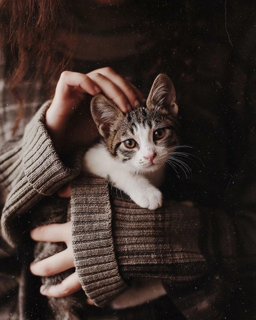 Котенок на руках