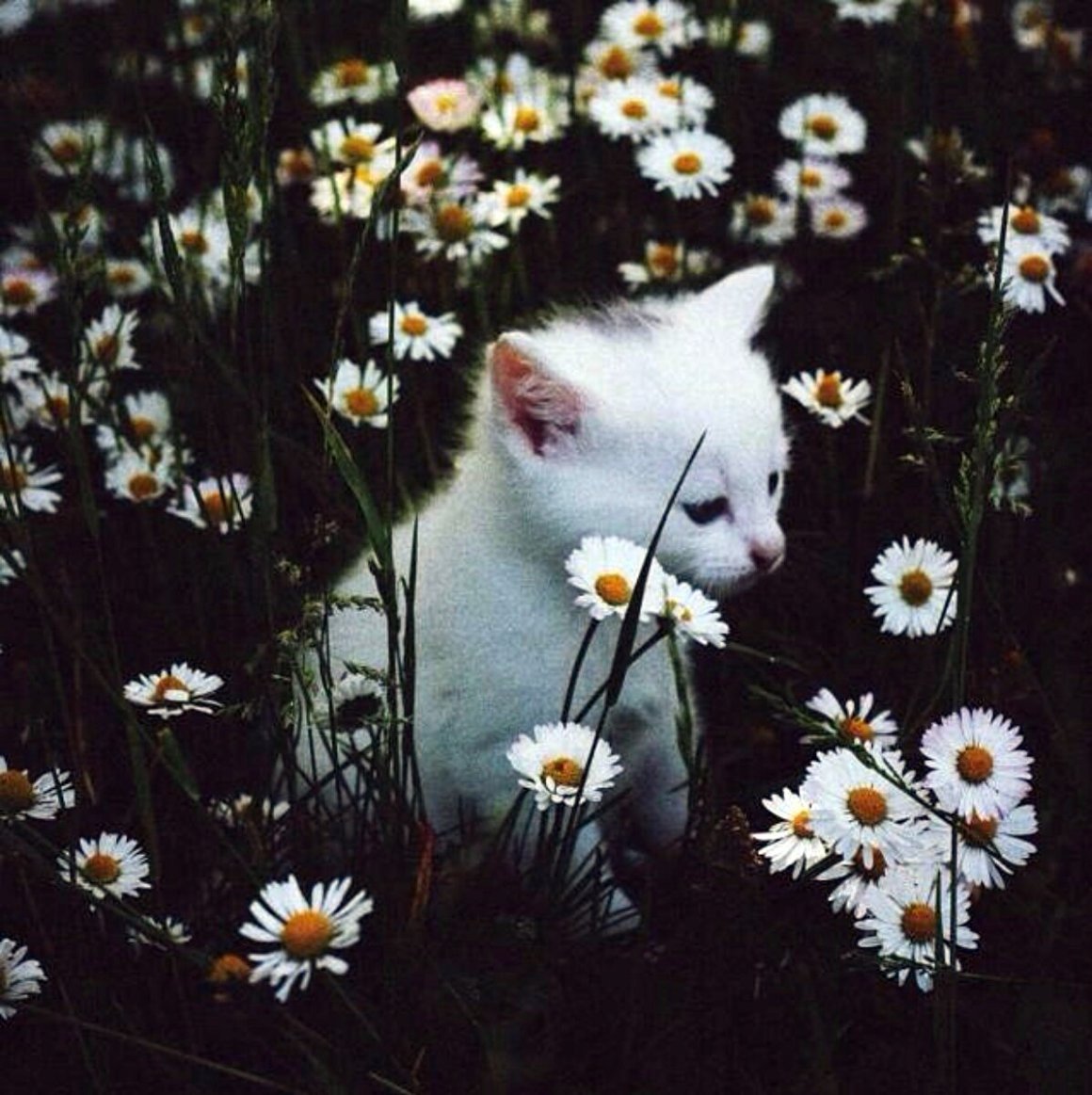 Эстетика с котами