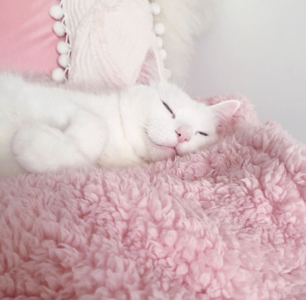 Котики Эстетика розовая