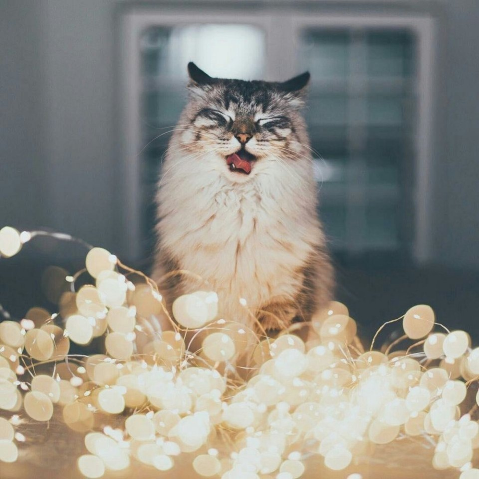 Котики aesthetic