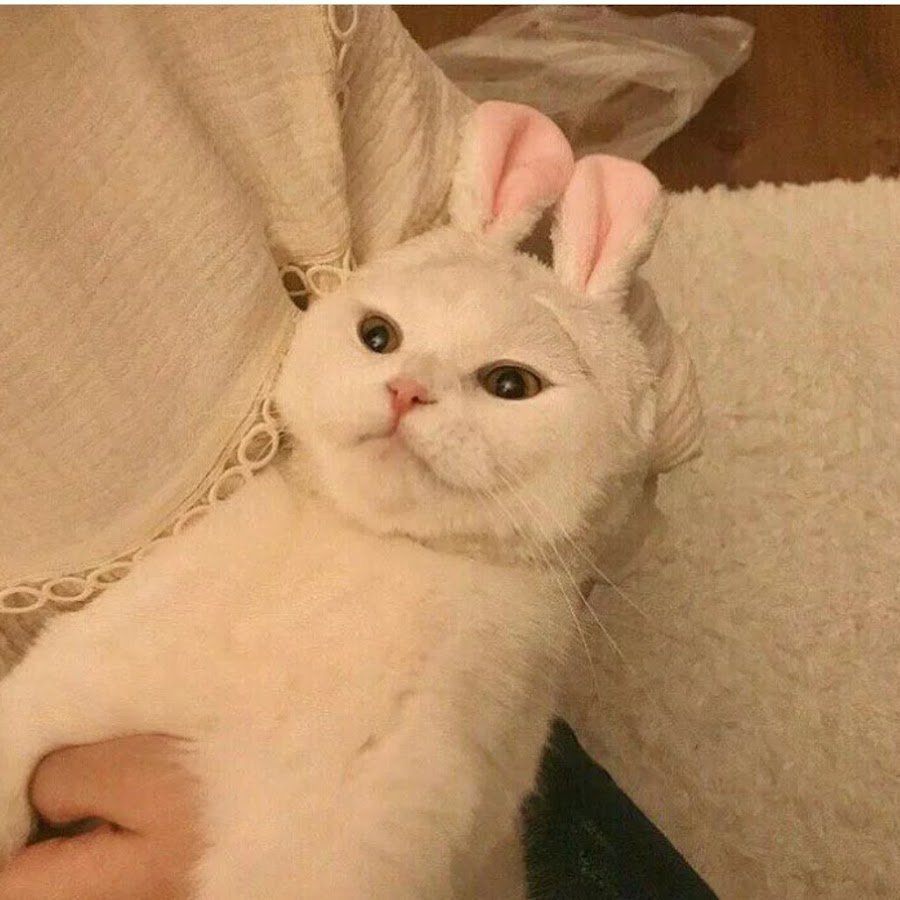 Котята Эстетика