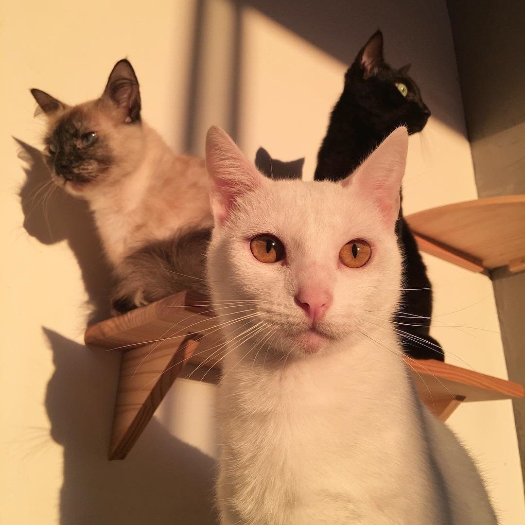 Кошачья Эстетика