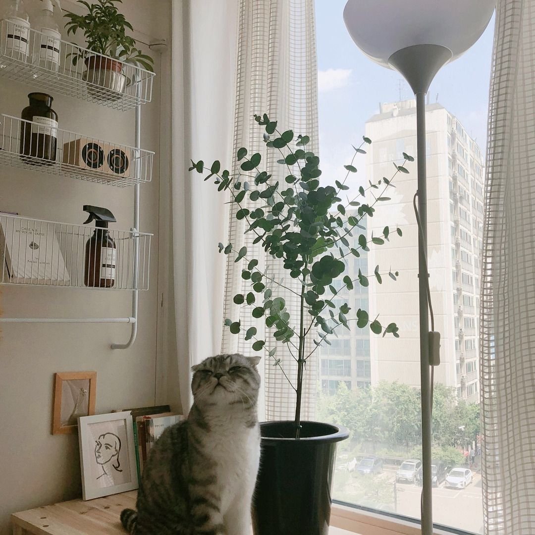 Кот в квартире