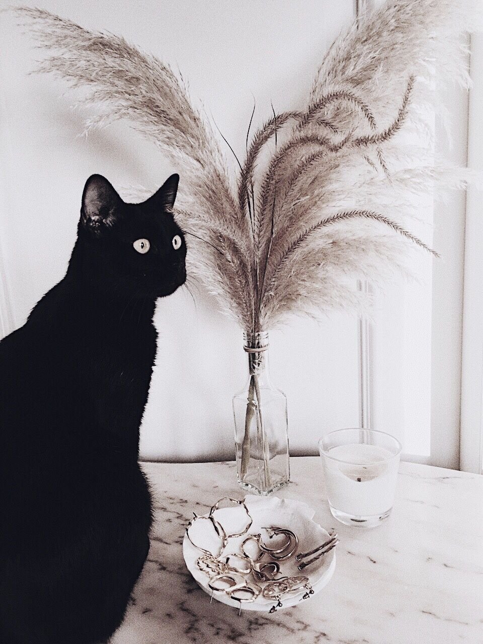 Кот Эстетика