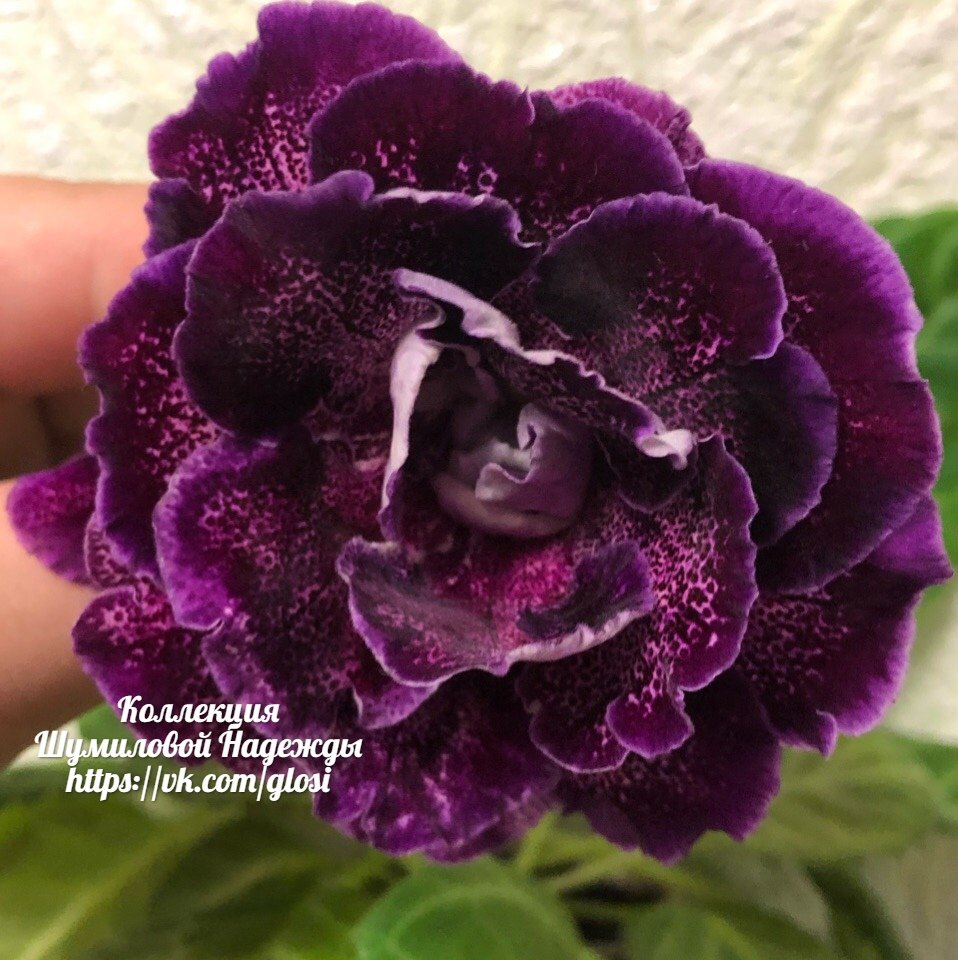 Глоксиния Везувий