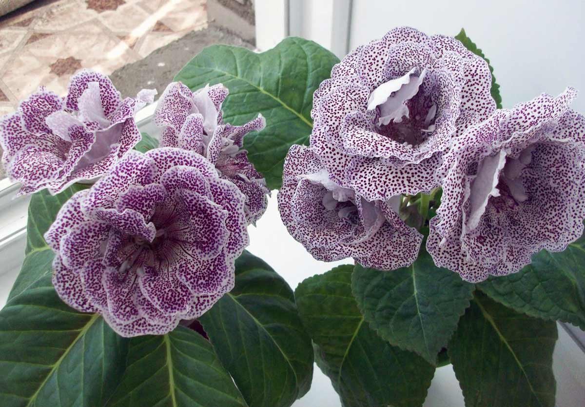 Глоксиния Везувий