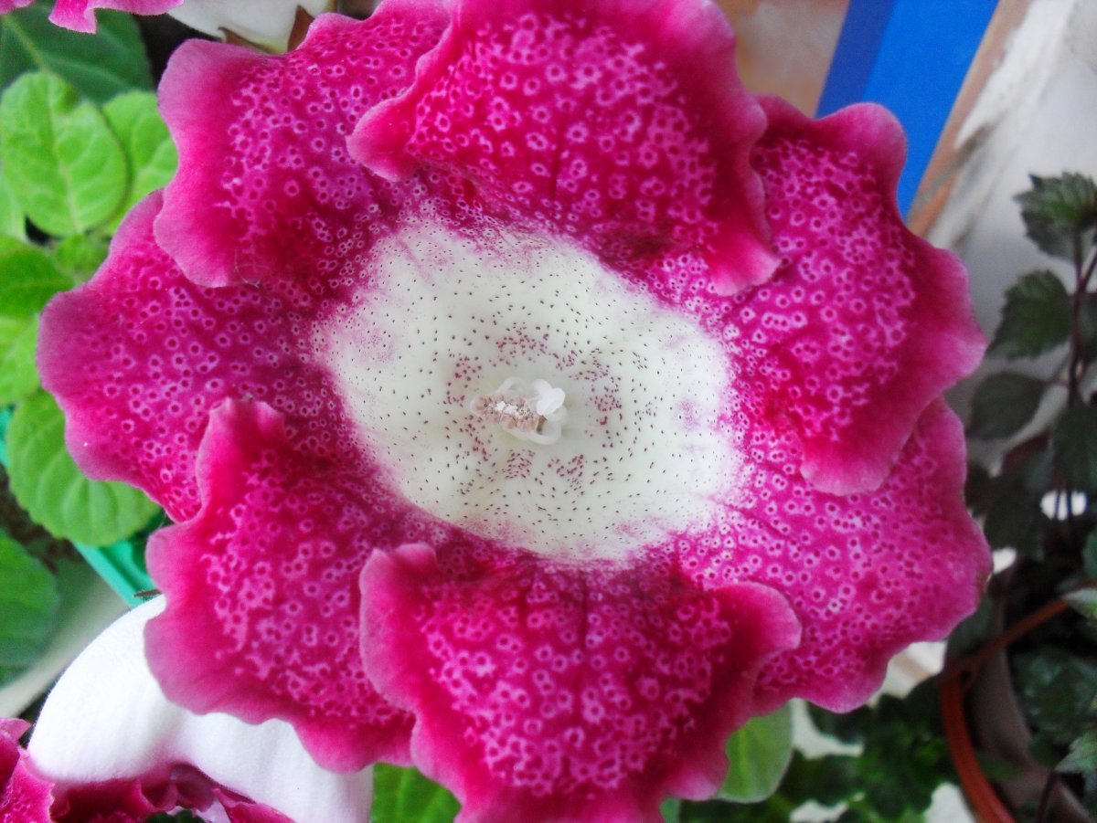 Глоксиния "Камелия"