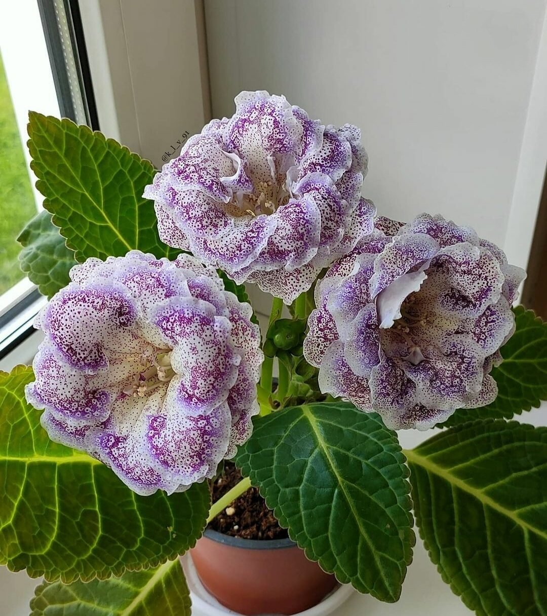 Глоксиния Эдельвейс