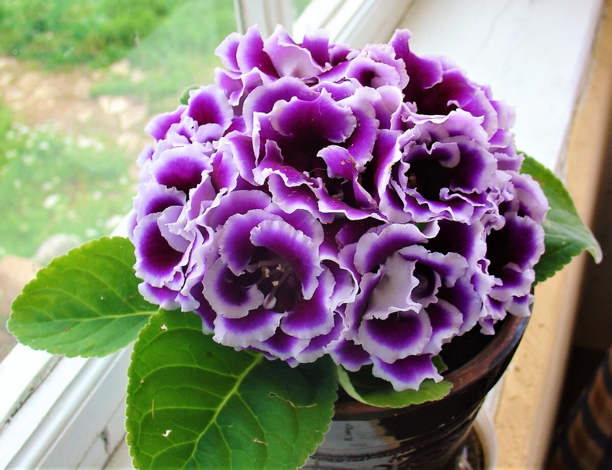 Комнатный цветок колокольчик глоксиния