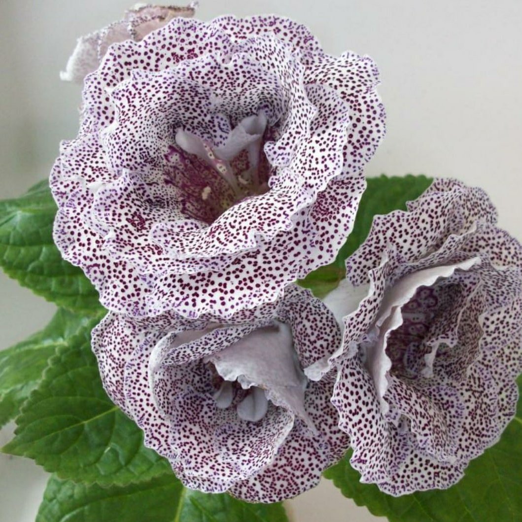 Глоксиния Ен-Парнас