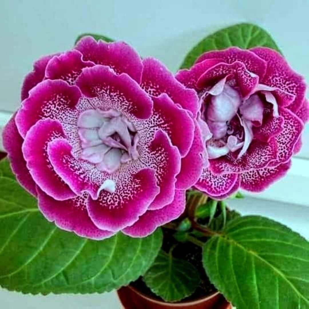 Фиалка глоксиния