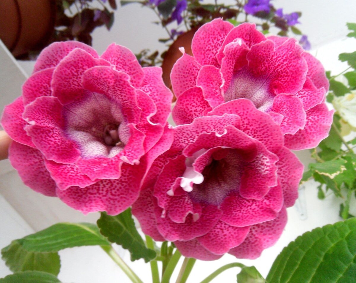 Глоксиния красная