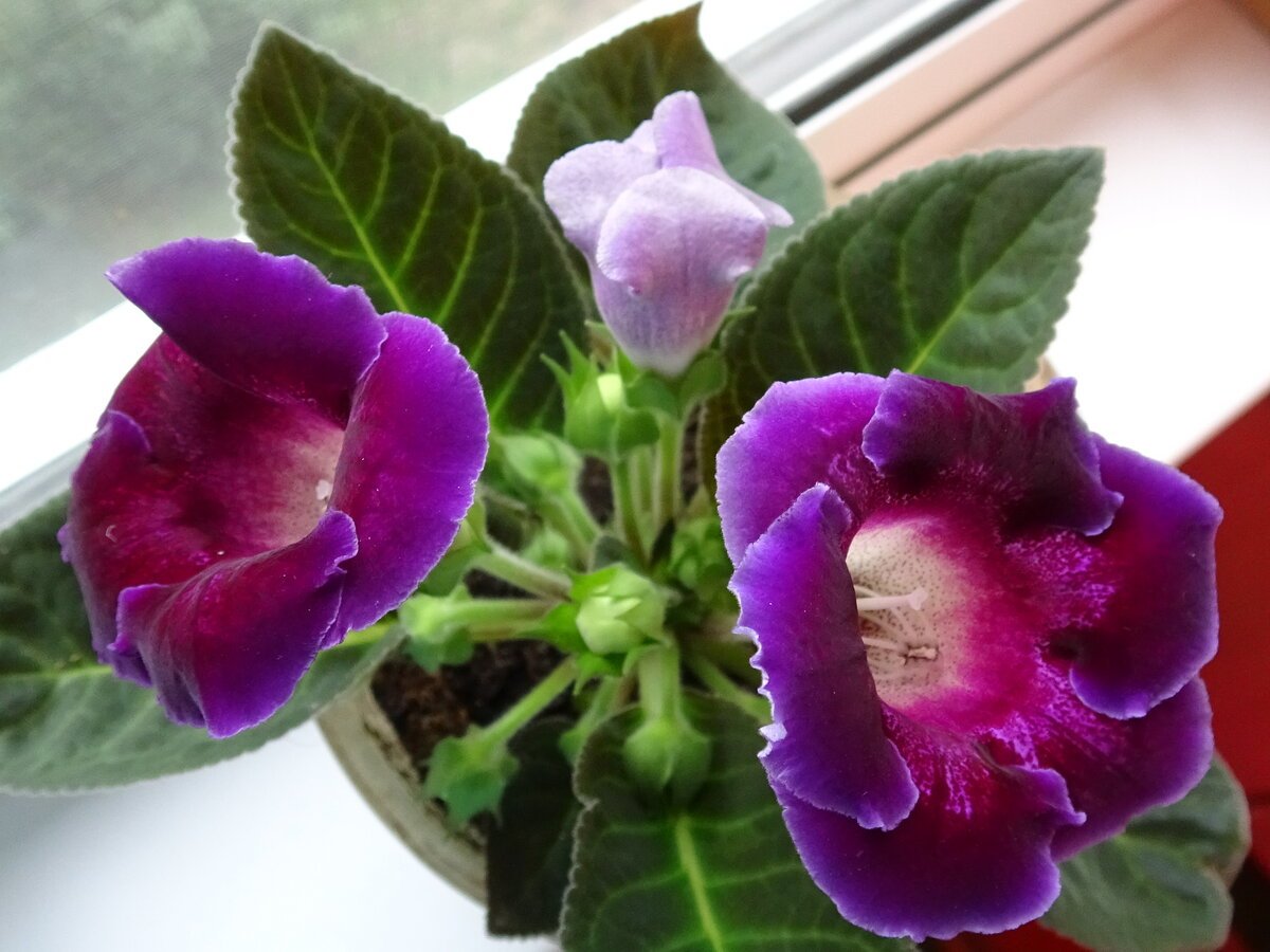 Глоксиния махровая тигровая