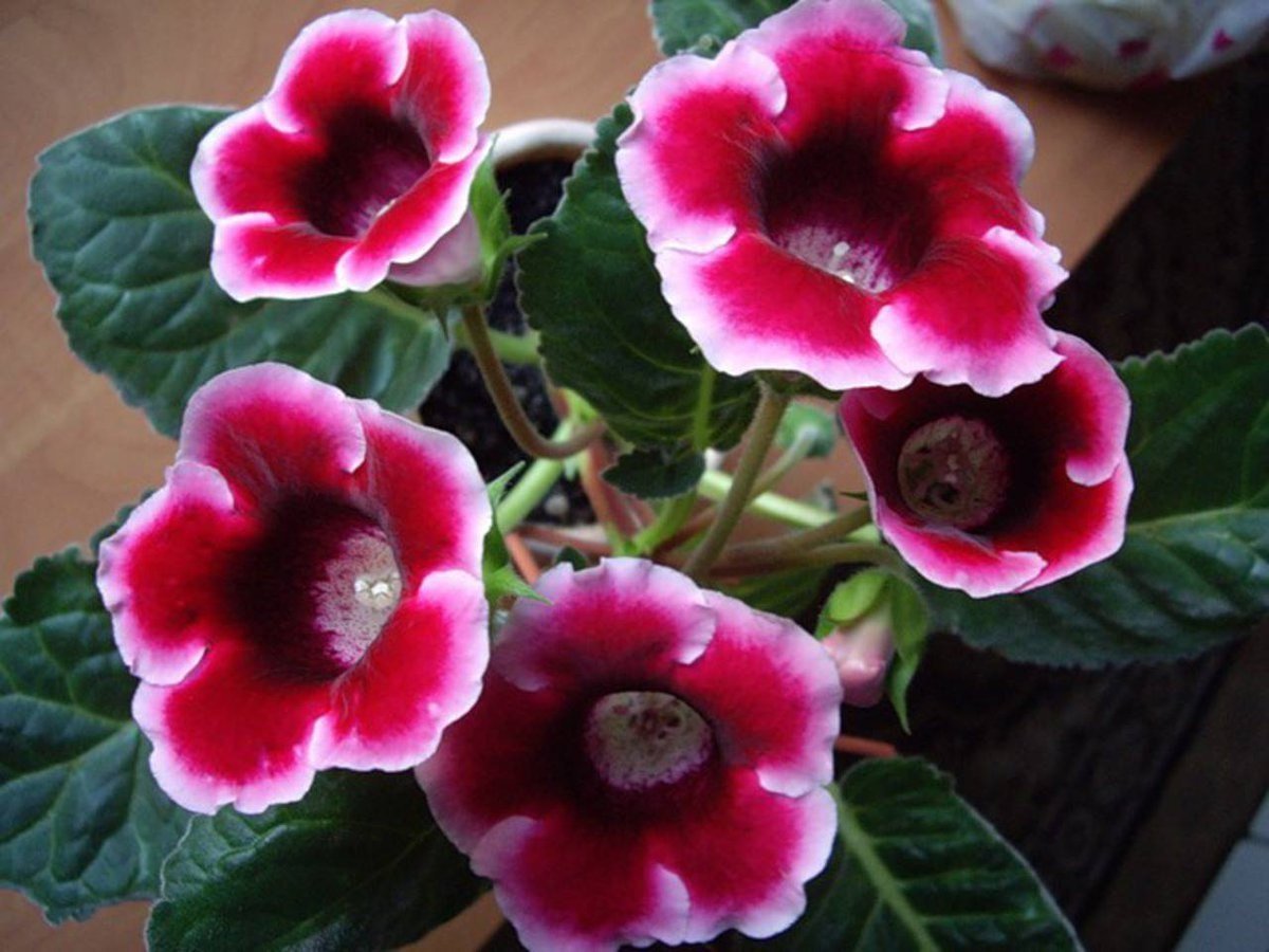 Глоксиния Тигрина ред