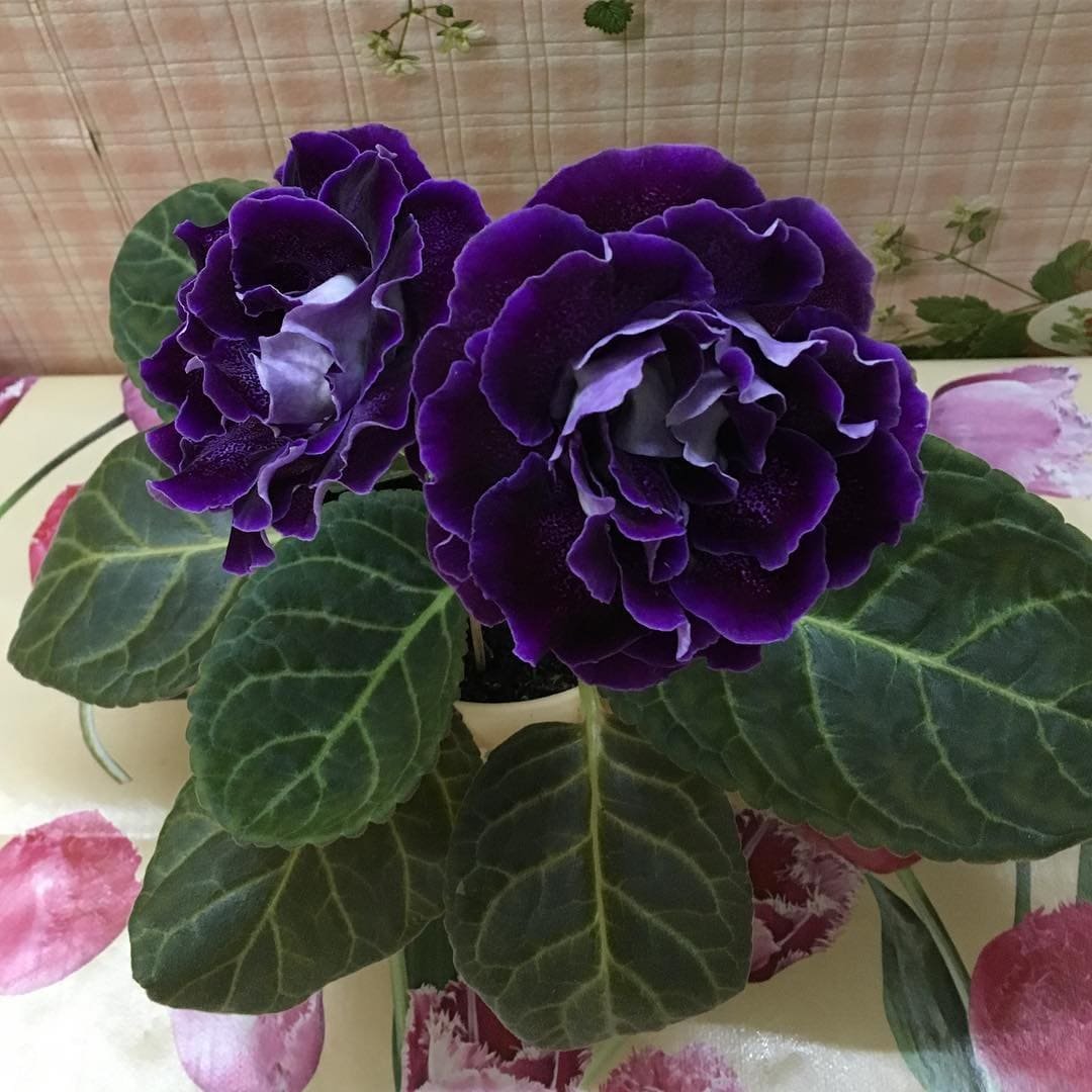 Глоксиния Флоренция