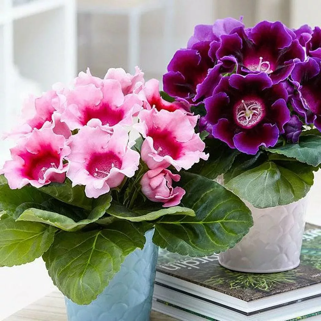 Глоксиния Брамс