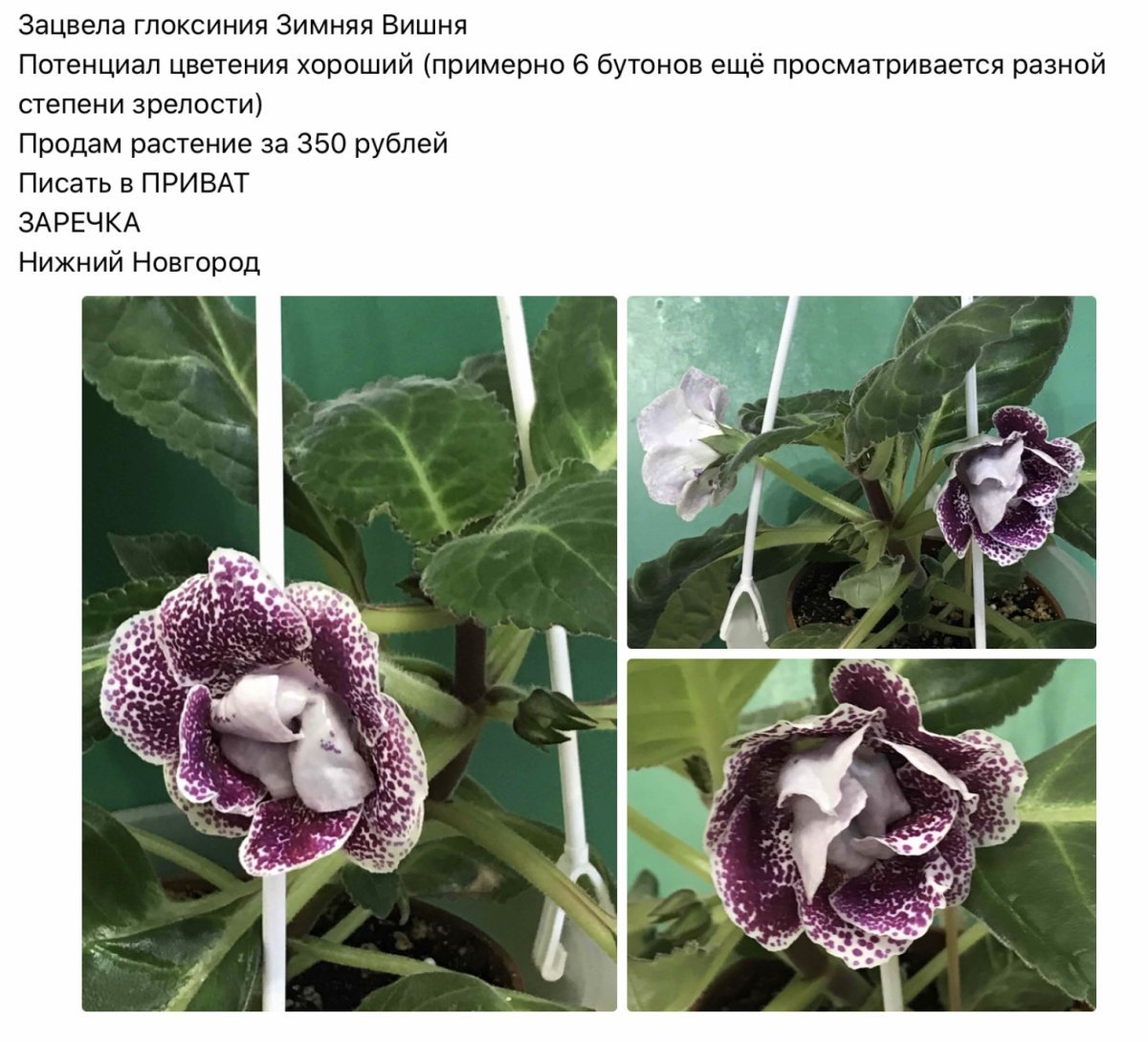 Глоксиния "Камелия"