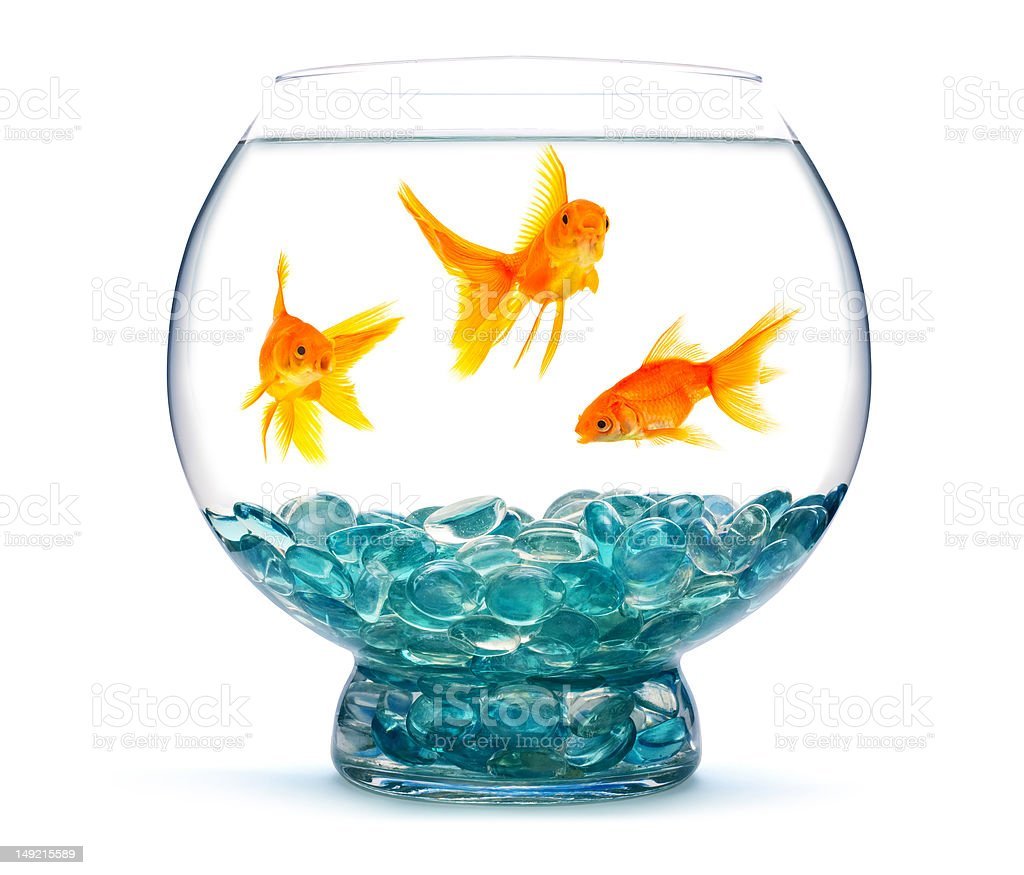 Задумчивая рыбка в аквариуме