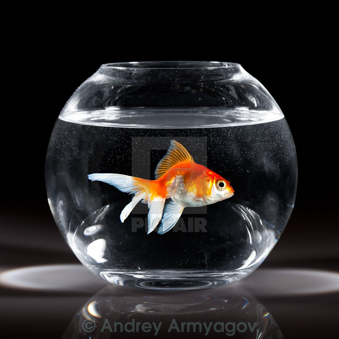 Золотая рыбка в аквариуме