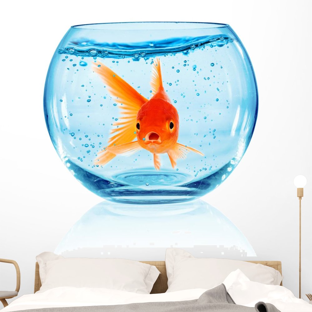 Рыба в аквариуме на белом фоне