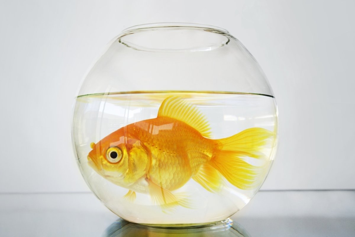 Рыба в аквариуме на прозрачном фоне