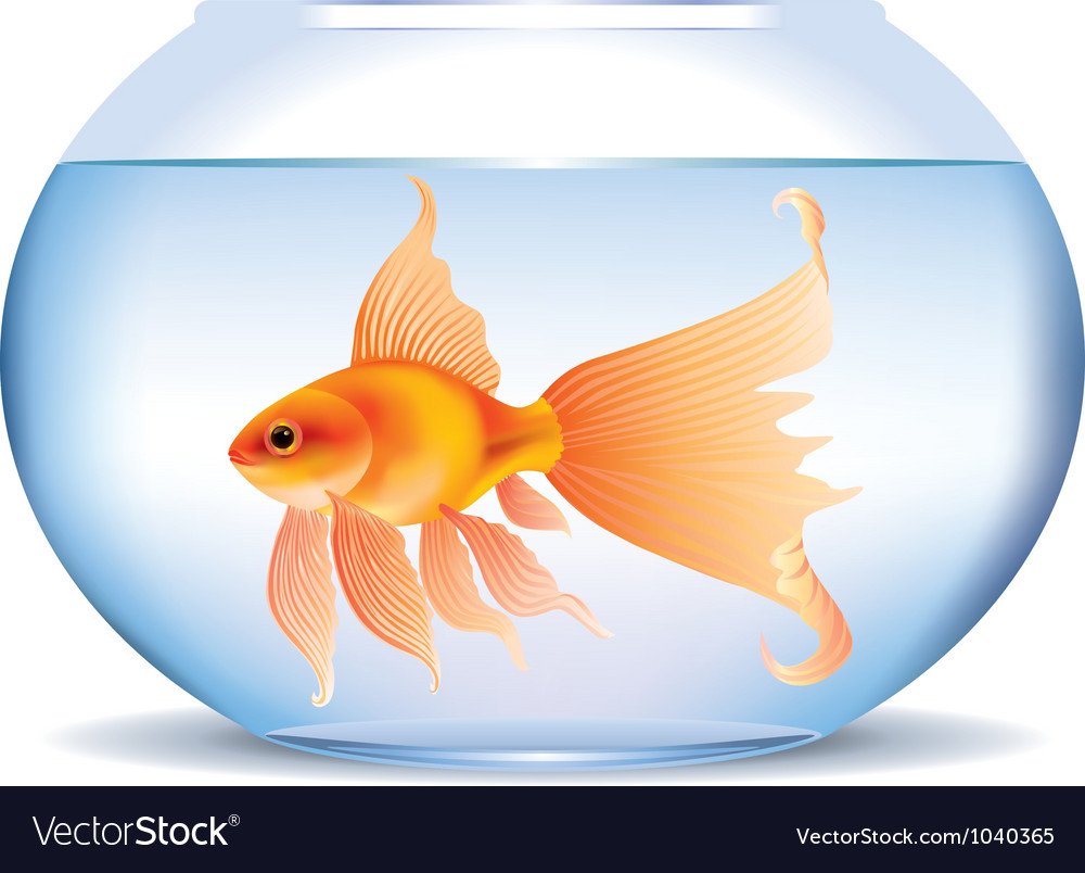 Золотая рыбка в аквариуме