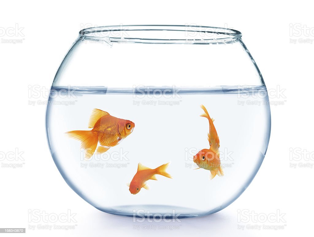 Аквариум круглый белый с рыбой