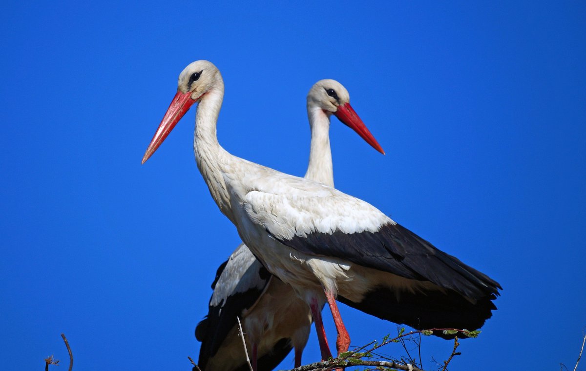 Белый Аист сидит