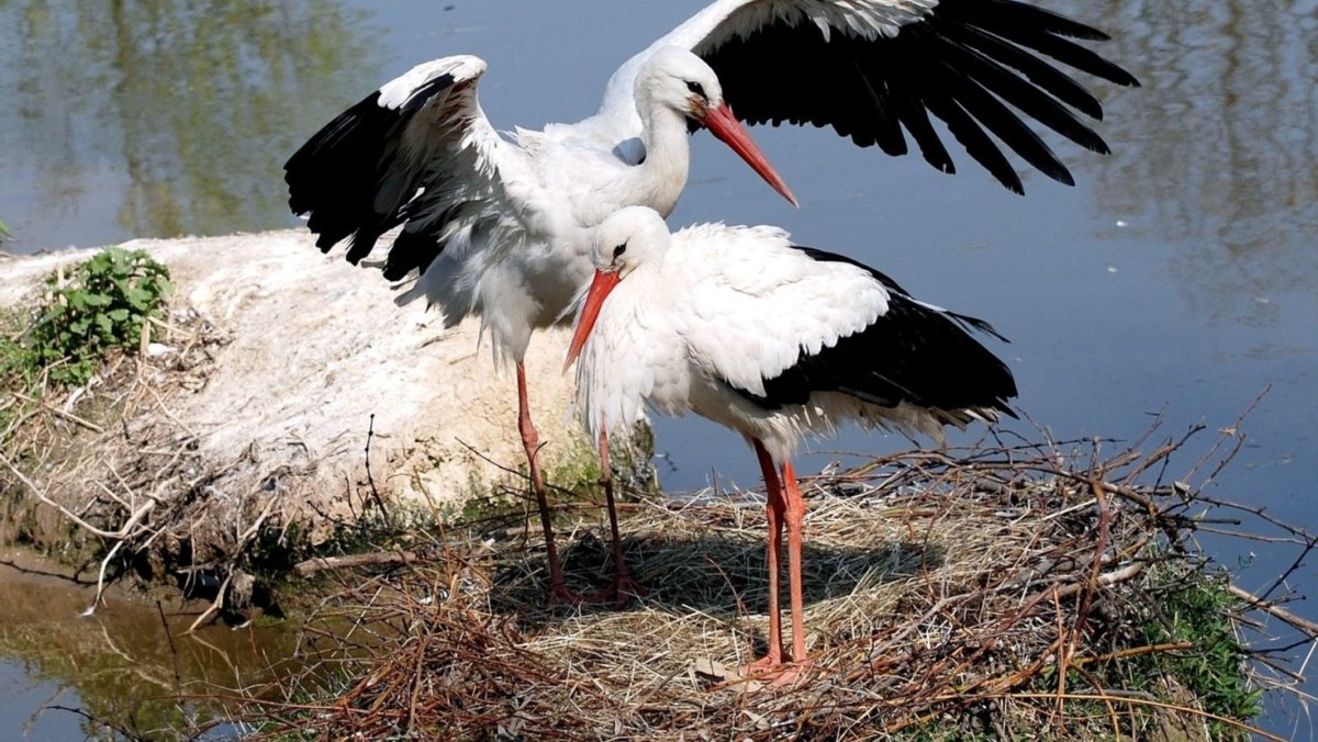 Японский Аист фото