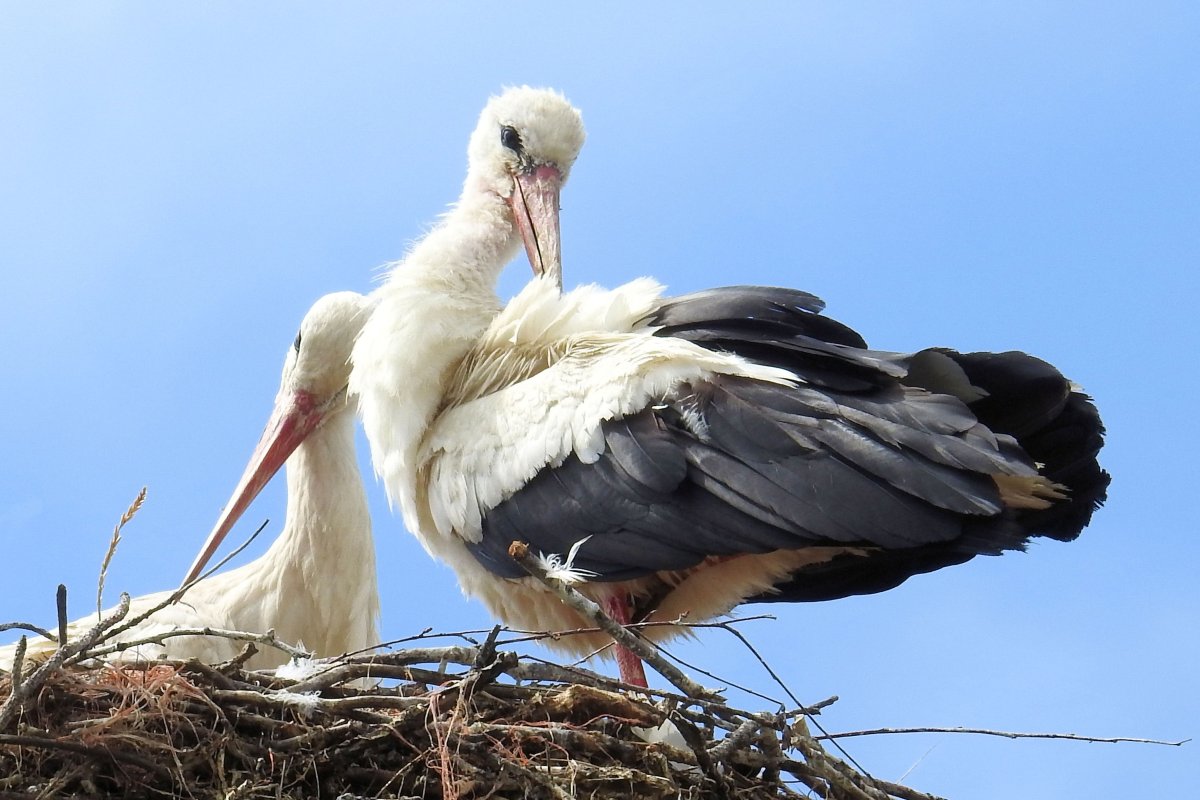 Stork птица