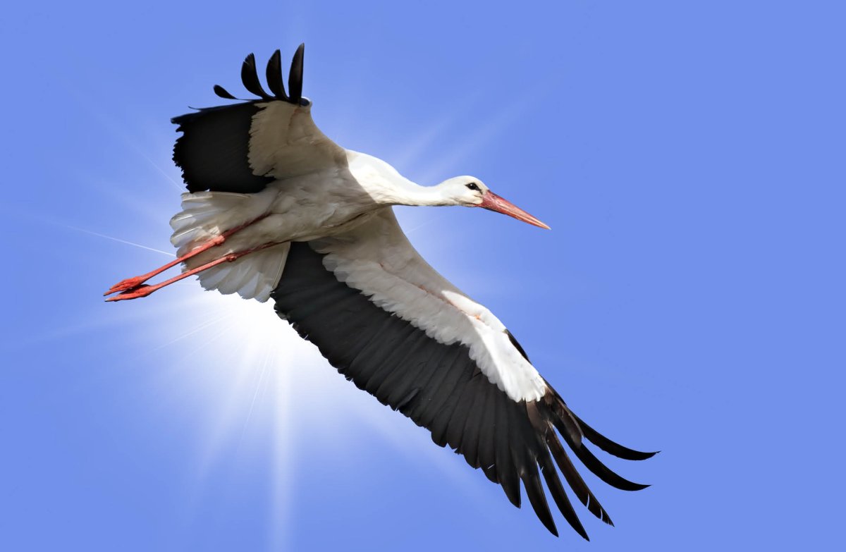 Аист летит вверх